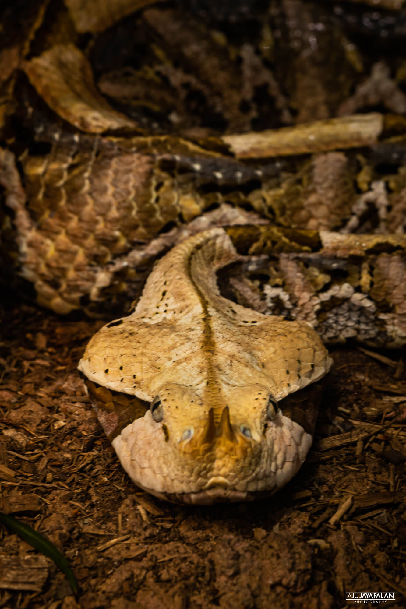 Photograph taken by Aju Jayapalan